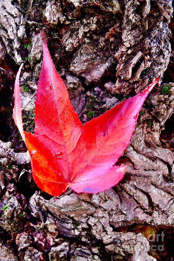 Autumn Leaf on Tree Bark Photograph by Debra Banks