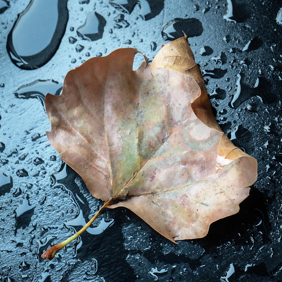 Autumn Leaf On Wet Table Photograph by Gary Slawsky