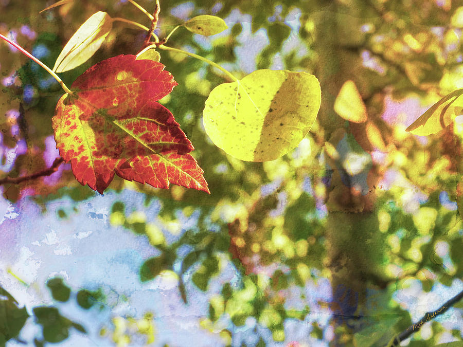 Autumn Leaf Pair Photograph