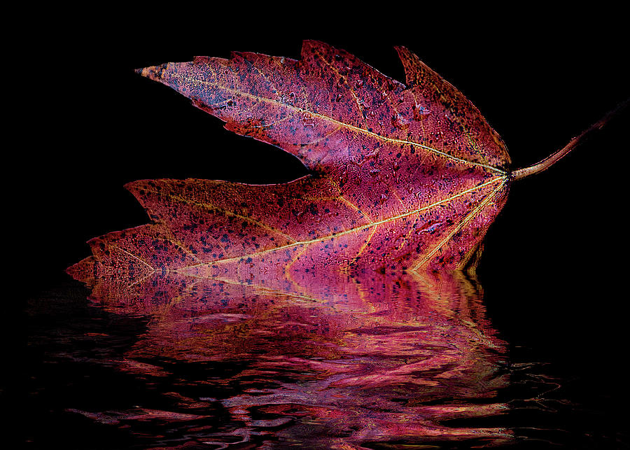 Autumn Leaf - Reflections Mixed Media by Ron Grafe