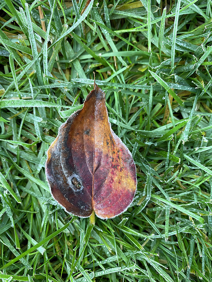 Autumn Leaf Ringed In Frost Photograph by Deborah League