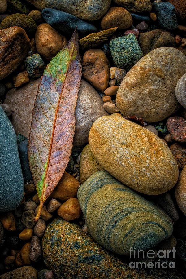 Autumn leaf with river rocks RO9726 Photograph by Mark Graf
