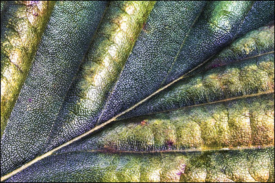 Autumn Leaf With Swollen Channels Photograph by Gary Slawsky