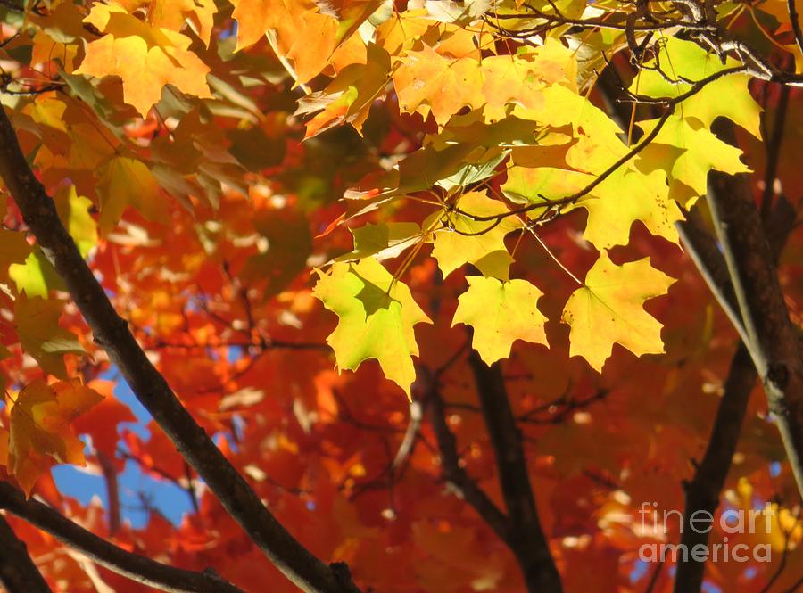 Autumn Leafy Splendor Photograph by Christina Verdgeline