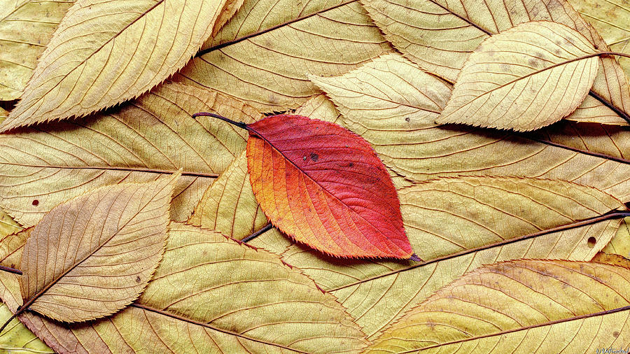 Autumn leaves 01 Photograph by Weston Westmoreland