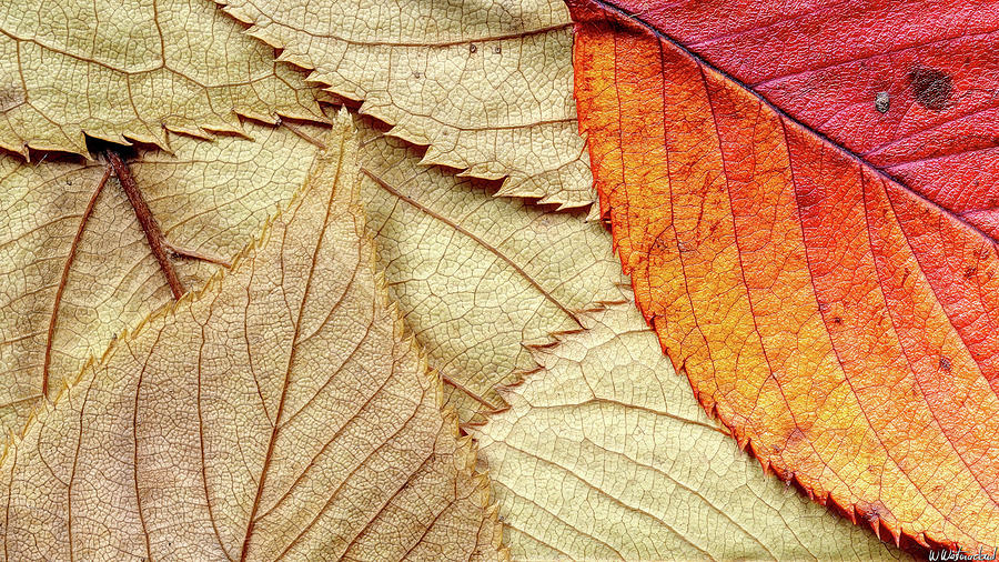 Autumn leaves 04 Photograph by Weston Westmoreland