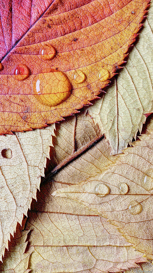 Autumn leaves 05 Photograph by Weston Westmoreland