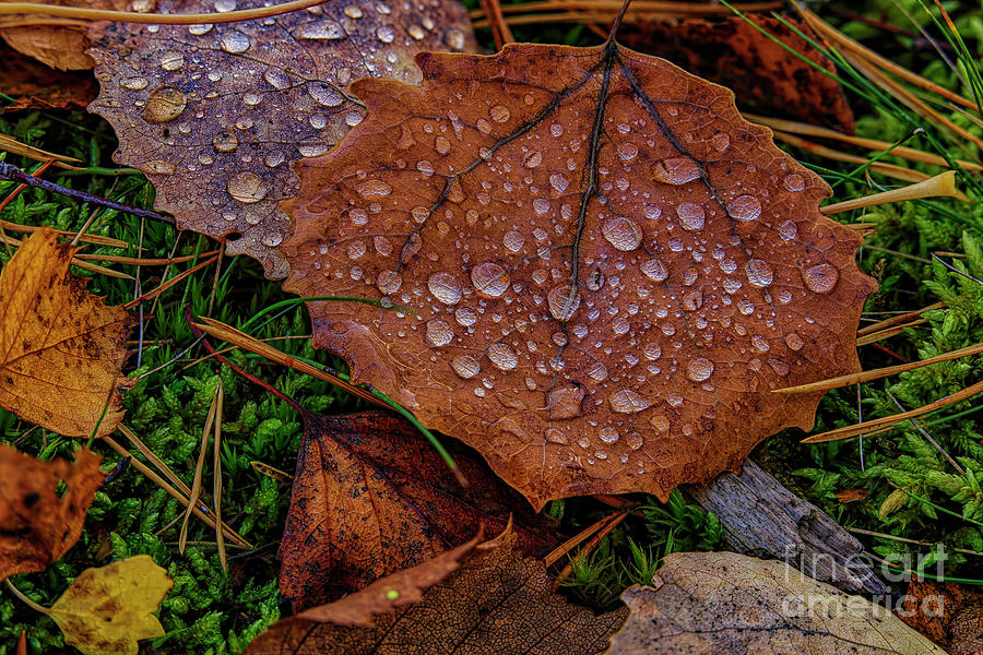 Fall Photograph - Autumn leaves 2 by Veikko Suikkanen