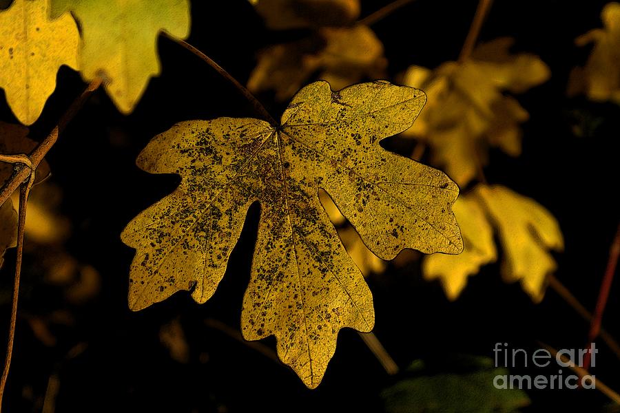 Autumn Leaves 23 Photograph by Jean Bernard Roussilhe
