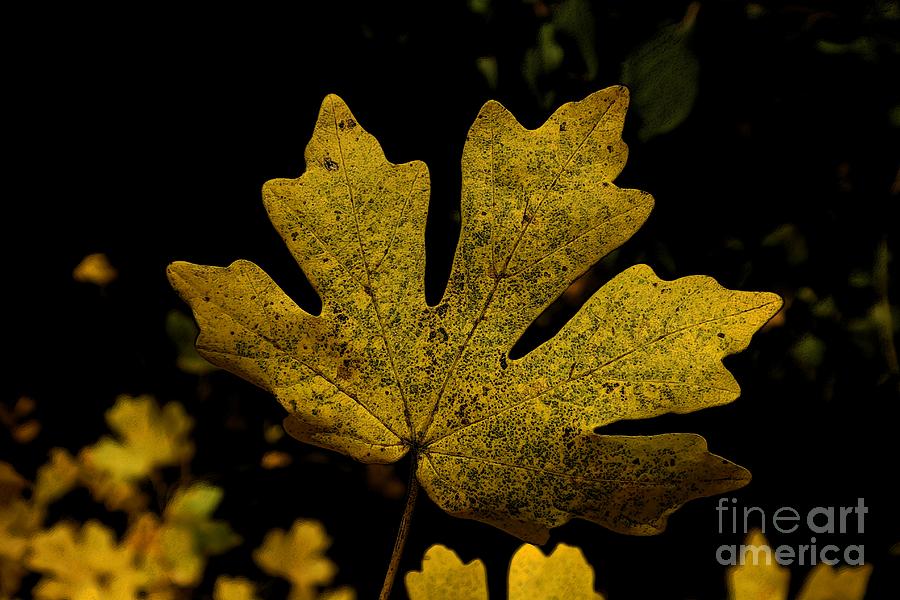 Autumn Leaves 25 Photograph by Jean Bernard Roussilhe