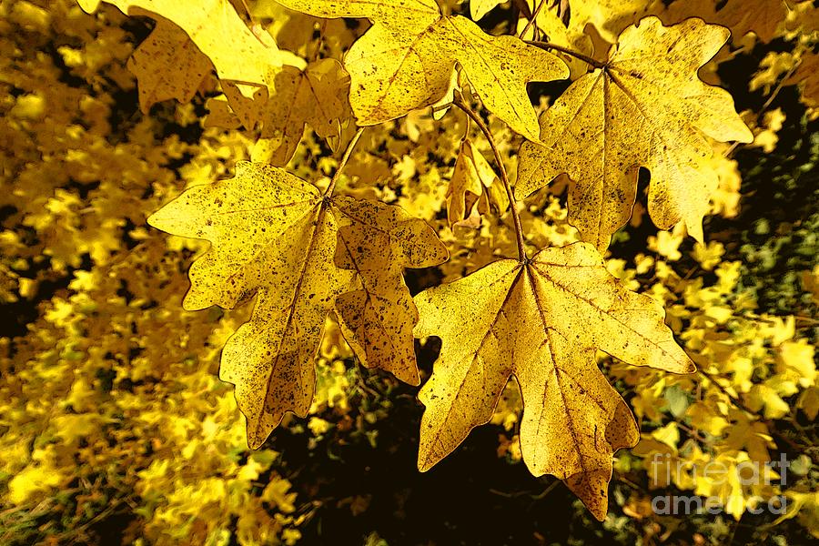 Autumn Leaves 26 Photograph by Jean Bernard Roussilhe