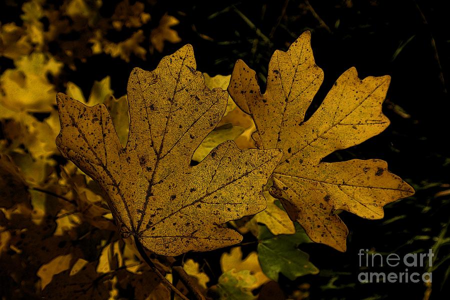 Autumn Leaves 29 Photograph by Jean Bernard Roussilhe