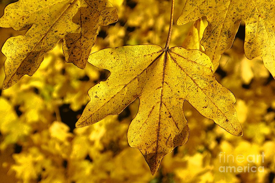 Autumn Leaves 30 Photograph by Jean Bernard Roussilhe