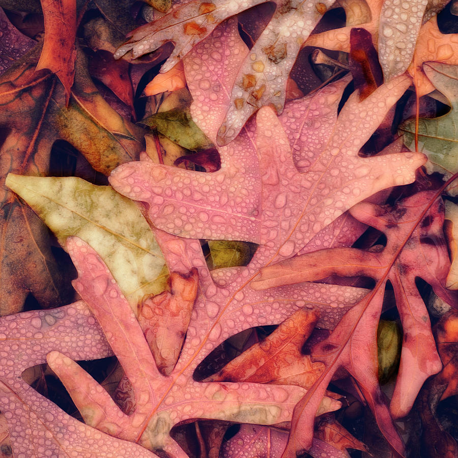 Autumn Leaves After The Rain square Photograph by Ann Powell