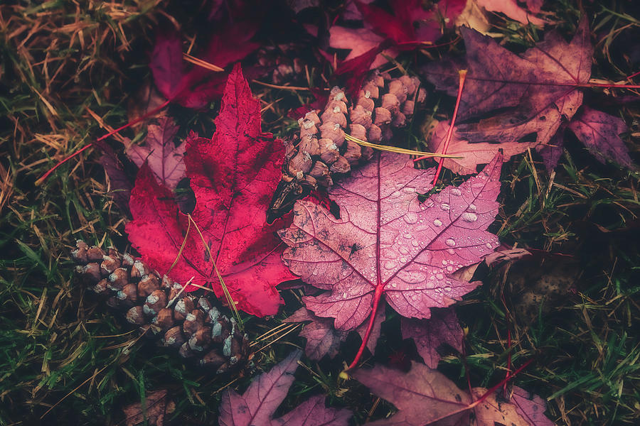 Autumn Leaves Photograph by Allin Sorenson