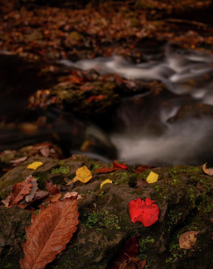 Autumn Leaves And Cascades Clifton Gorge State Park Photograph by Dan Sproul