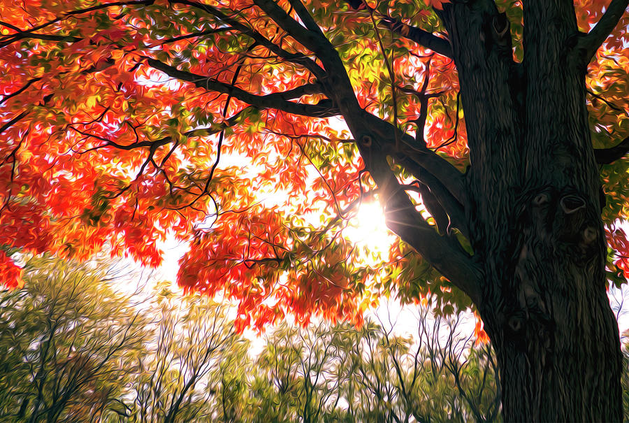 Autumn Leaves And Color Photograph