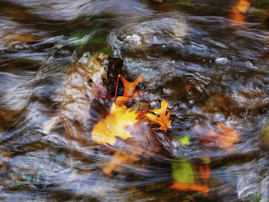 Autumn Leaves and Franklin Creek Photograph by Todd Bannor