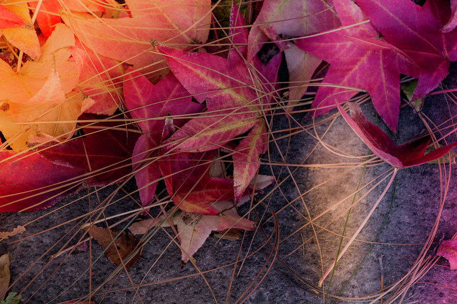 Autumn Leaves and Needles Digital Art by Terry Davis
