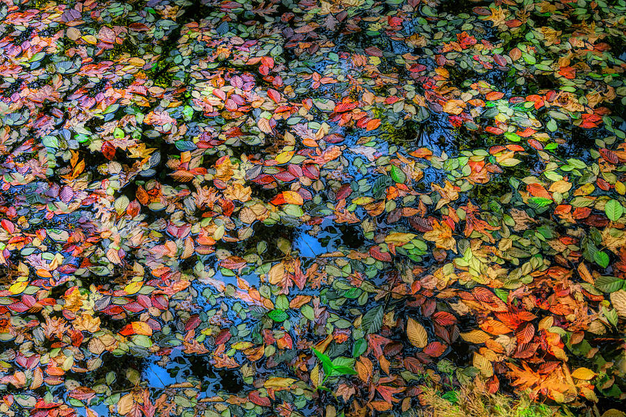 Autumn Leaves and Reflection Photograph by Wendell Thompson