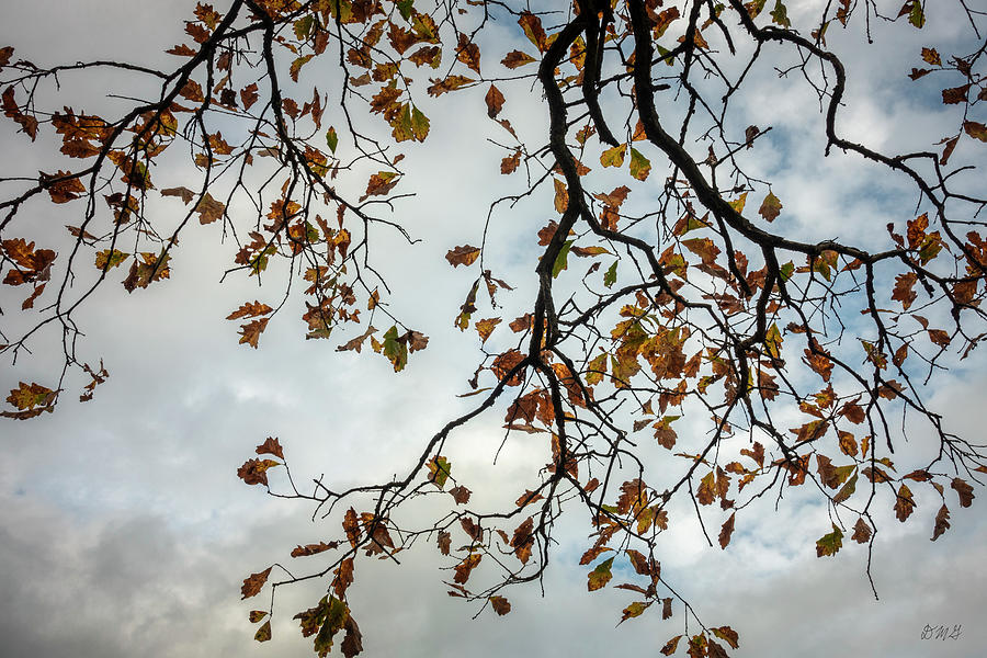 Autumn Leaves and Sky Color Photograph by David Gordon