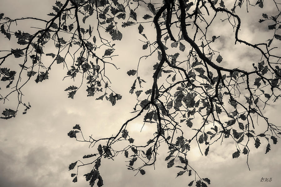 Autumn Leaves and Sky Toned Photograph by David Gordon