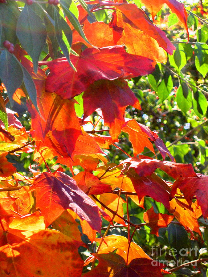 Fall Photograph - Autumn Leaves and Sun by Ann Horn