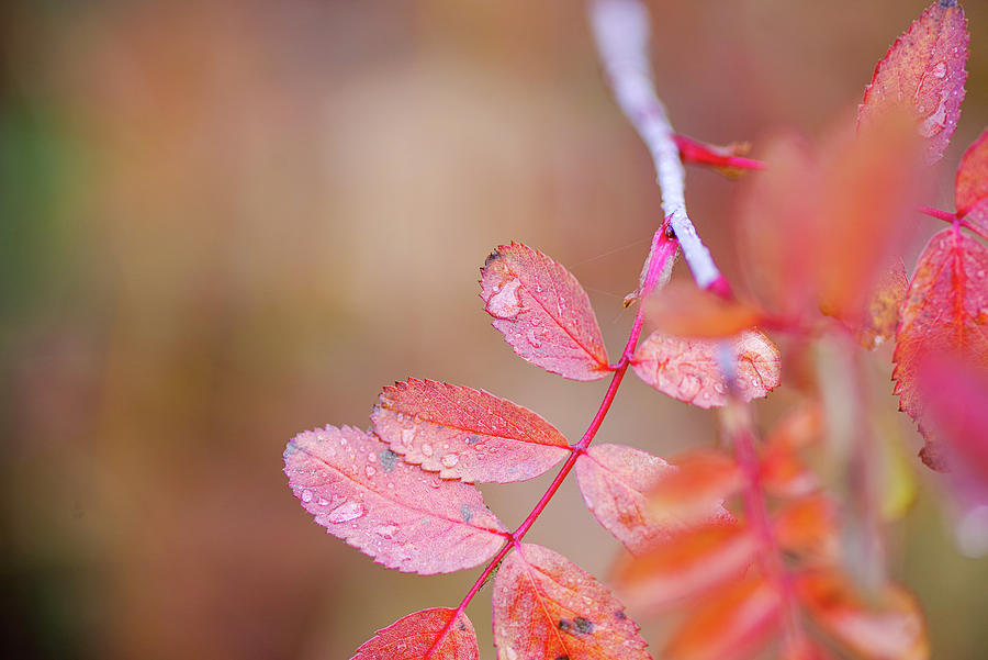 Autumn Leaves And Water Drops Photograph