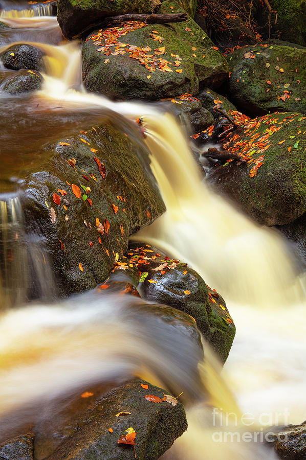 Autumn Leaves and Waterfall detail at Padley Gorge, Peak District National Park, Derbyshire, England Photograph by Neale And Judith Clark