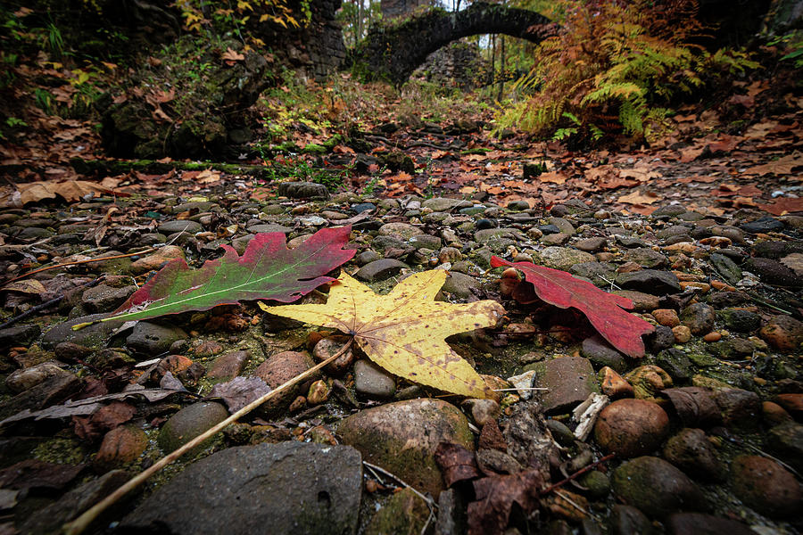 Autumn Leaves At Weymouth Furnace Photograph by Kristia Adams