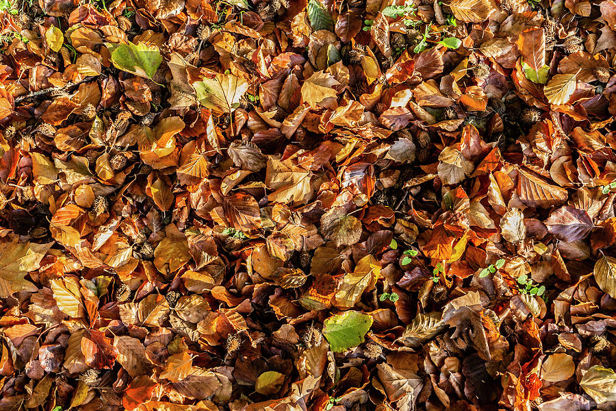 Autumn leaves background Photograph by Fabiano Di Paolo