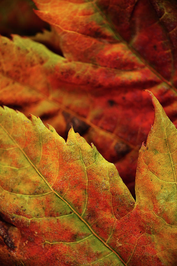 Autumn Leaves Photograph by Bob Cournoyer