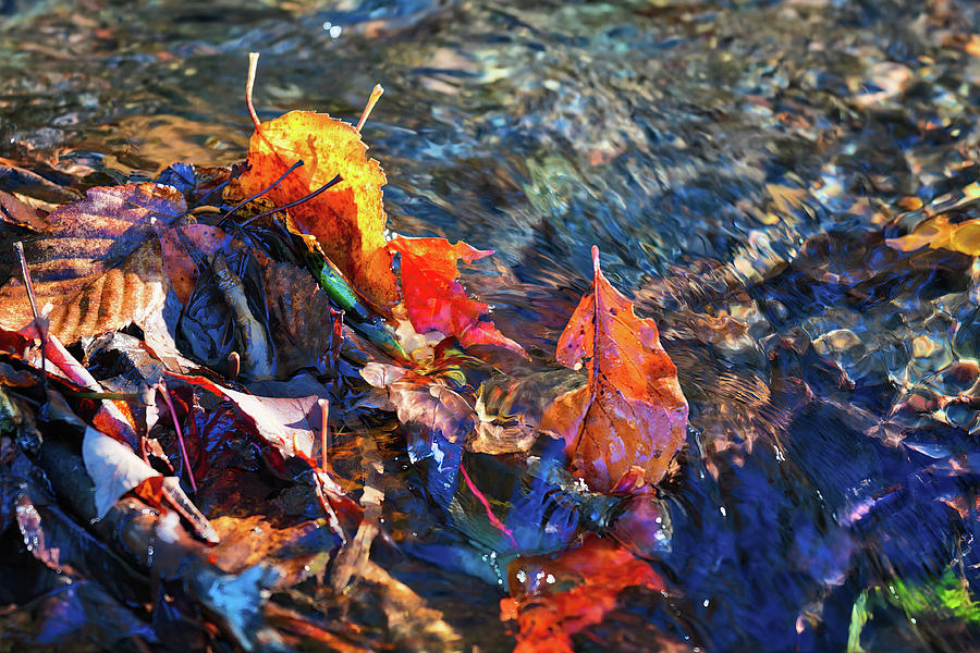 Autumn leaves by the water Photograph by Tatiana Travelways