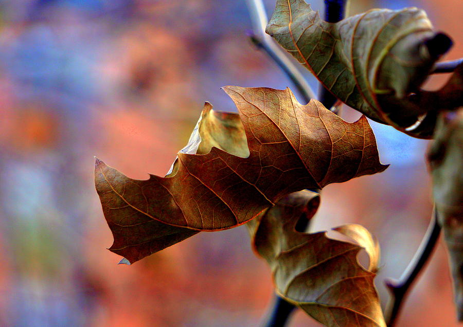 Autumn Leaves Photograph by Caryn La Greca