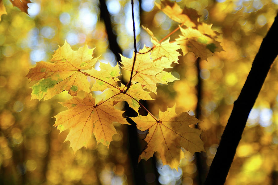 Autumn Leaves Closeup On Tree Photograph by Mikhail Kokhanchikov