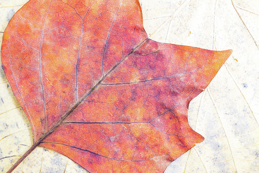 Autumn leaves composition Photograph by Viktor Wallon-Hars