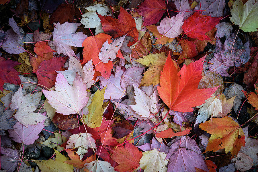 Autumn Leaves PNW Photograph by Dave Diegelman