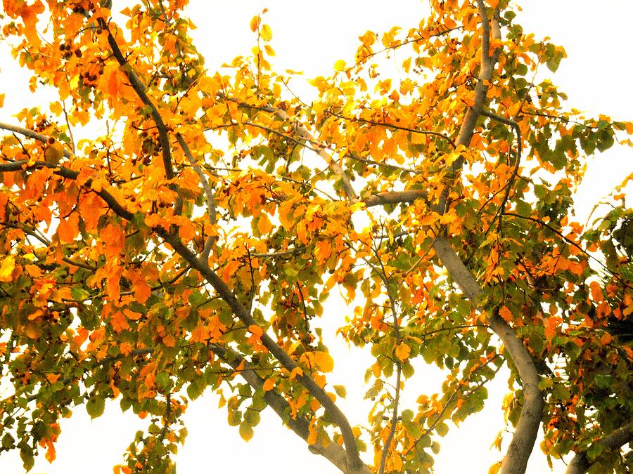 Autumn Leaves Photograph by Dietmar Scherf