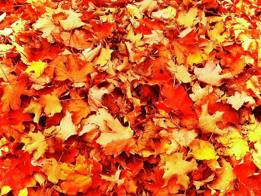 Autumn Leaves Photograph by Eileen Backman
