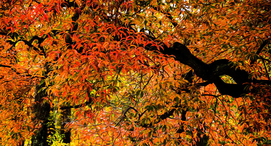 Autumn Leaves Photograph by Elsa Santoro