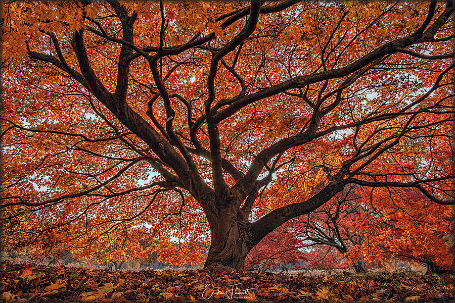 Autumn Leaves Photograph by Erika Fawcett