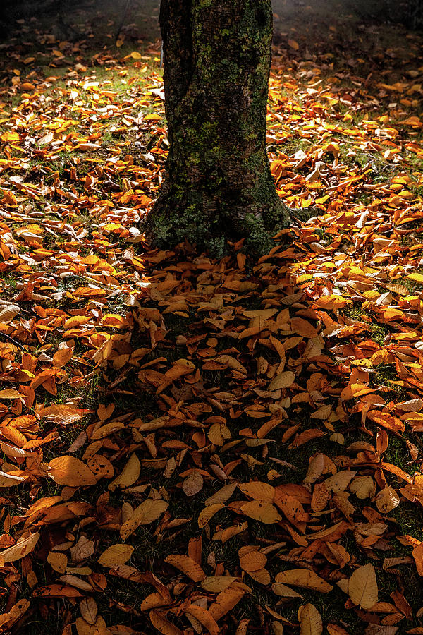 Autumn Leaves Fall Among the Shadow Photograph by Dan Carmichael