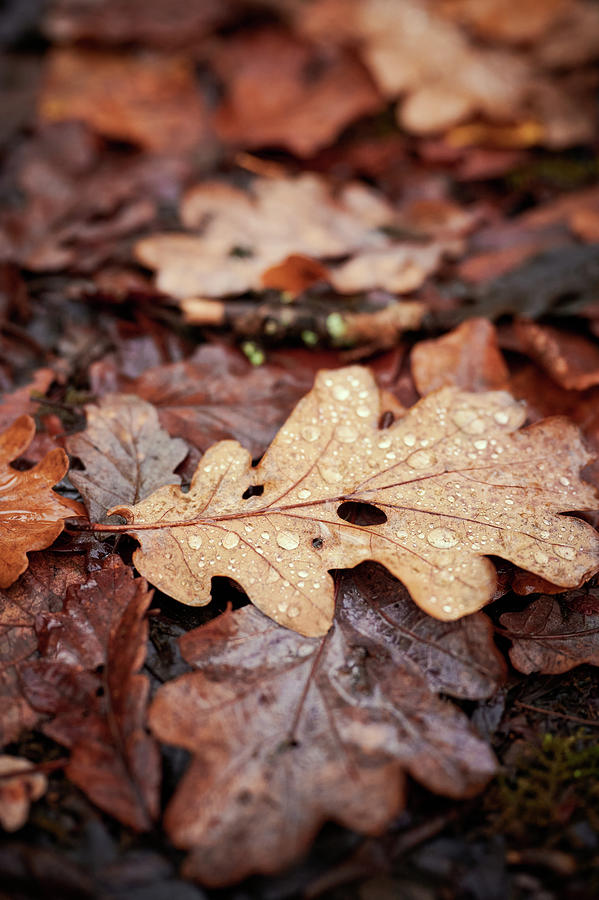 Autumn Leaves Photograph by Gavin Lewis