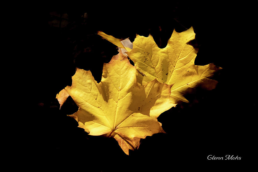 Autumn Leaves Photograph by GLENN Mohs