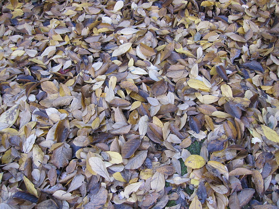 Autumn Leaves Photograph by Glenn Scano