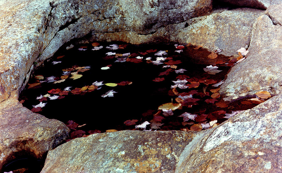 Autumn Leaves in a Pool Photograph by Wayne King