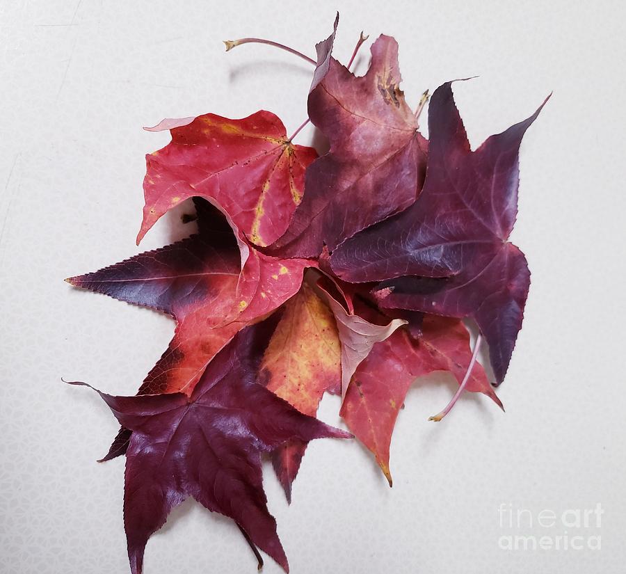 The Splendor of Autumn Leaves  Painting by Margaret Welsh Willowsilk