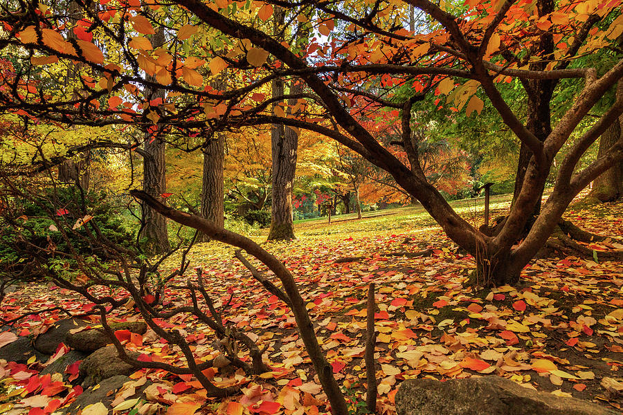 Autumn Leaves In Ashland Photograph by James Eddy