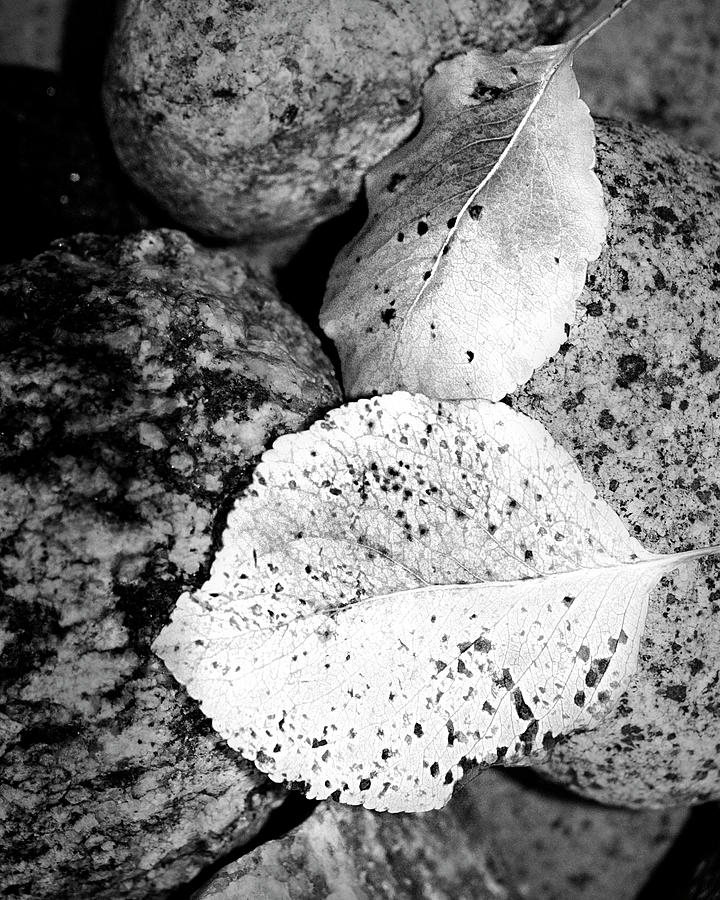 Autumn Leaves In Black And White -nature photography  Photograph by Ann Powell