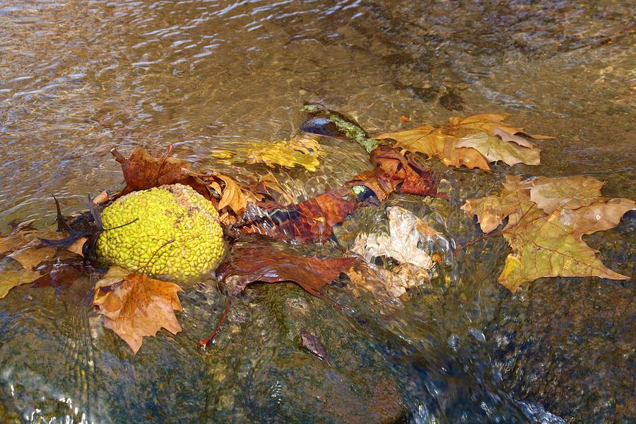 Autumn Leaves in Stream Photograph by Sheila Brown
